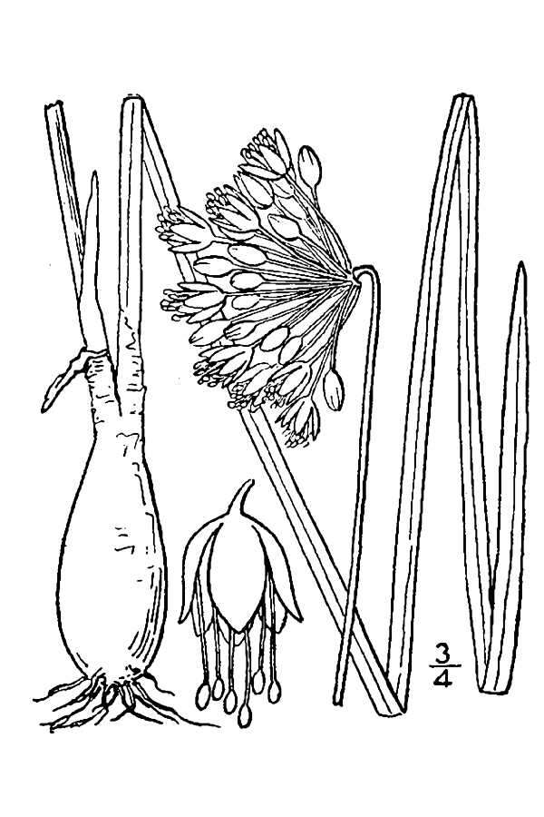 Image of nodding onion