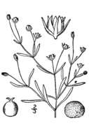 Image of American Water Starwort