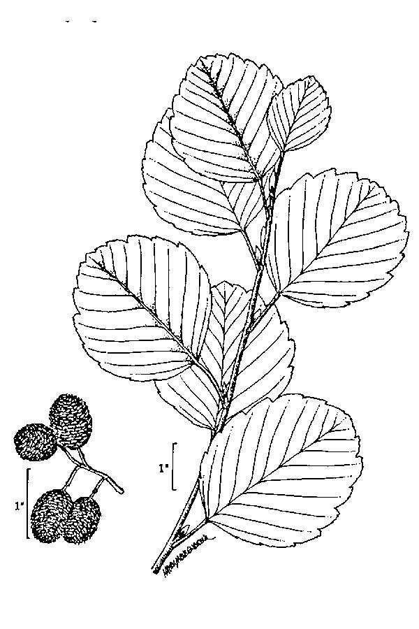 Image of European alder