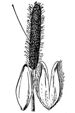 Image of Pacific foxtail