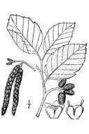 Image of Grey Alder