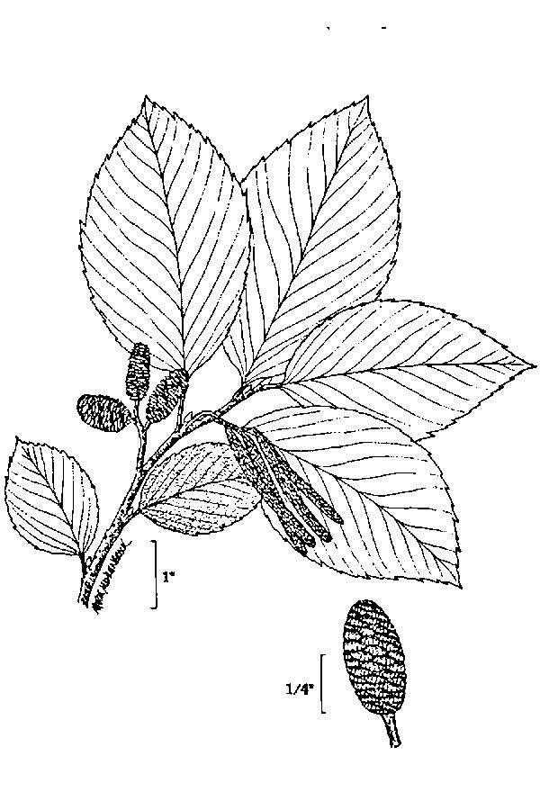 Image of Grey Alder