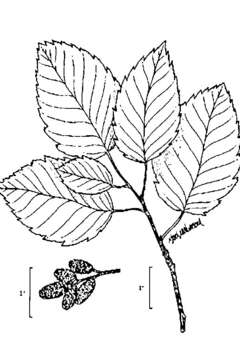 Image of Grey Alder