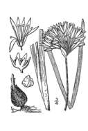 Image of meadow garlic