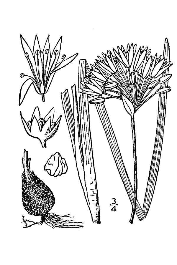 Image of meadow garlic