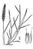 Image of black-grass