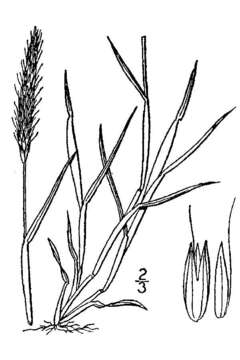 Image of black-grass