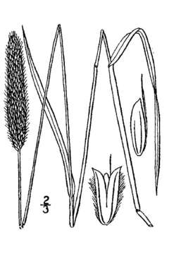 Image of meadow foxtail