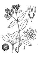 Image of star chickweed
