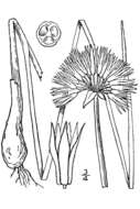 Image of wild chives