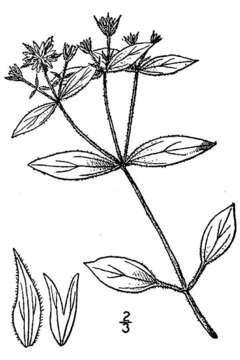 Image of Tennessee starwort