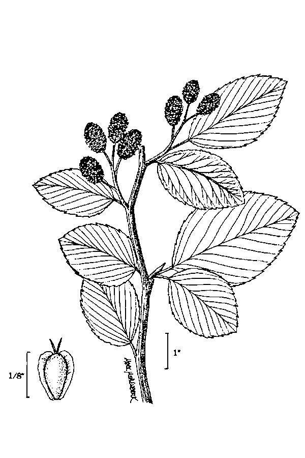 Image of green alder