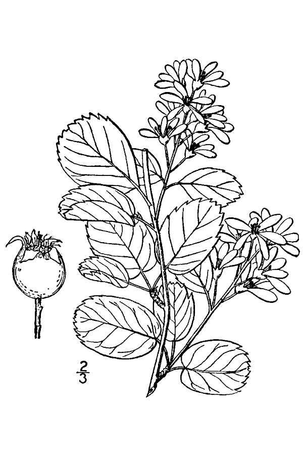 Слика од Amelanchier alnifolia (Nutt.) Nutt.