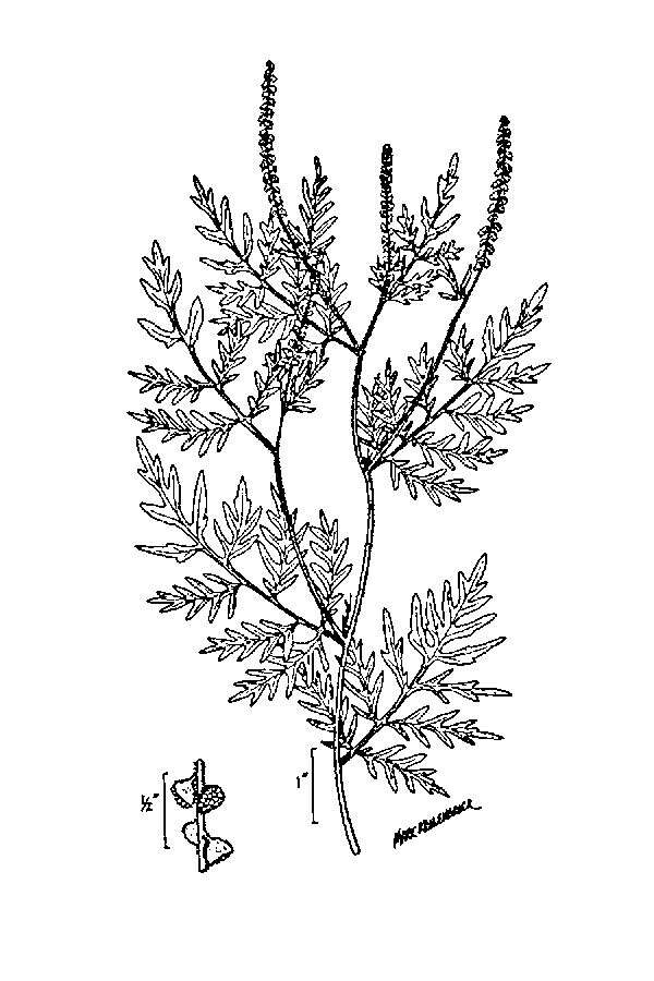 Ambrosia artemisiifolia L. resmi