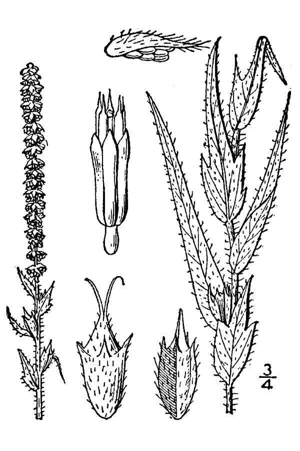 Image of lanceleaf ragweed