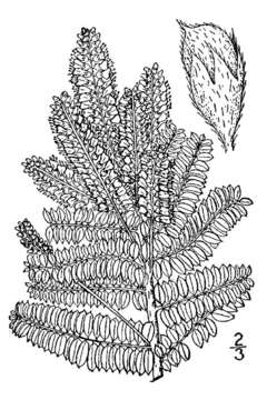 Image of leadplant