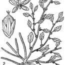 Amaranthus crispus (Lesp. & Thév.) N. Terracc. resmi