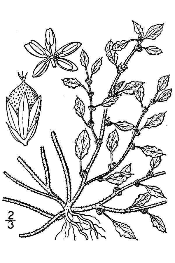 Image of crispleaf amaranth