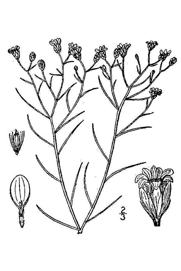 Image de Amphiachyris dracunculoides (DC.) Nutt.