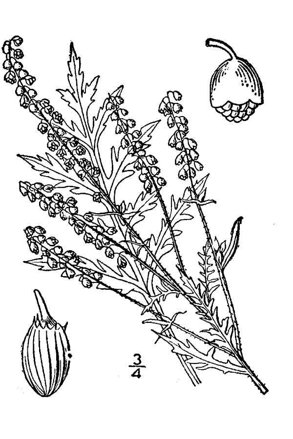 Image de Ambrosia artemisiifolia var. elatior (L.) Descourt.