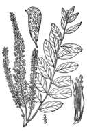 Image of desert false indigo