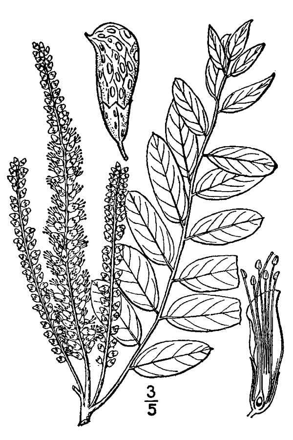 Image of desert false indigo