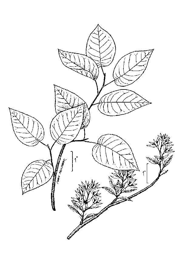 Image of Allegheny Serviceberry