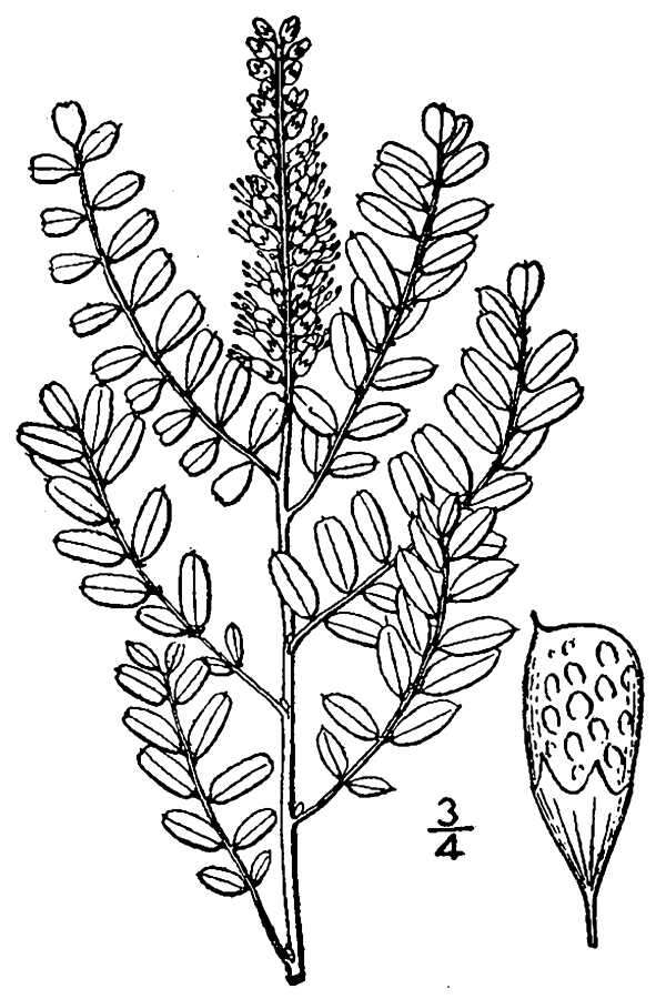 Image of dwarf false indigo