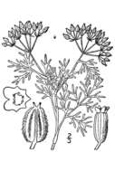 Ammoselinum popei Torr. & Gray resmi