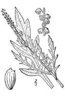 Ambrosia psilostachya DC. resmi