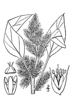 Image of redroot amaranth