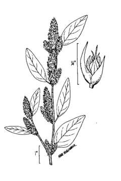 Image of redroot amaranth