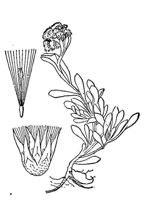 Antennaria alpina (L.) Gaertn. resmi