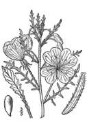 Imagem de Oenothera albicaulis Fras.