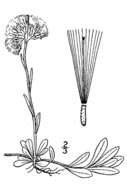 Image de Antennaria parvifolia Nutt.