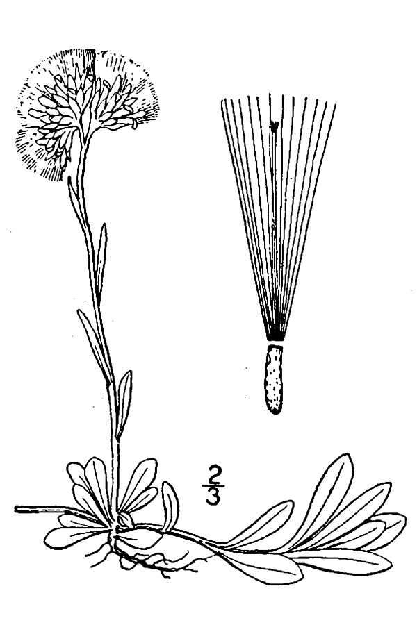 Imagem de Antennaria parvifolia Nutt.