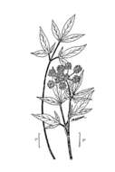 Image of Lyall's angelica