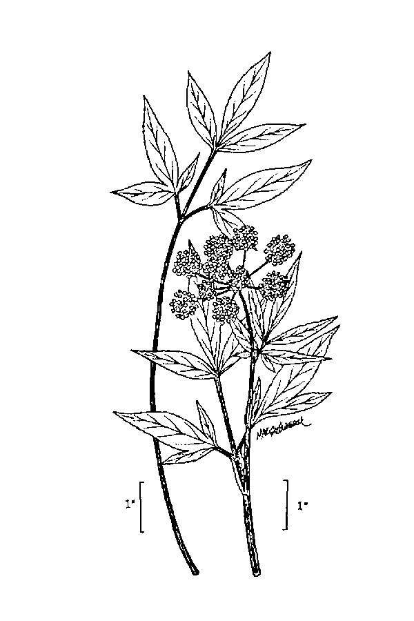 Image of Lyall's angelica