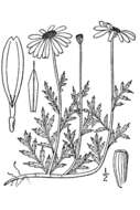 Anthemis arvensis L. resmi