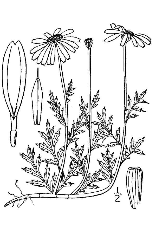 Anthemis arvensis L. resmi