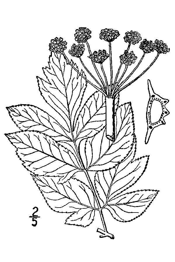 Angelica atropurpurea L. resmi
