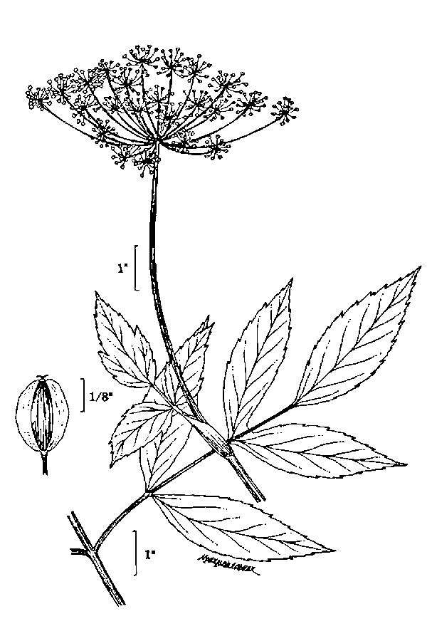 Angelica atropurpurea L. resmi