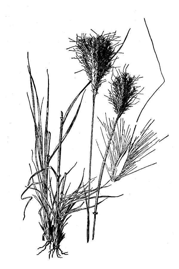 Image of cane bluestem