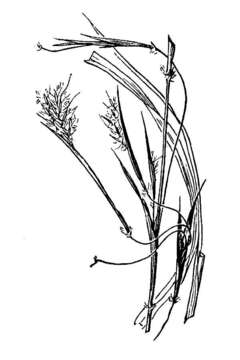 Imagem de Andropogon brachystachyus Chapm.