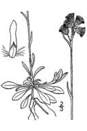 Image de Antennaria howellii subsp. canadensis (Greene) R. J. Bayer