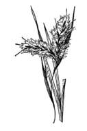 Image of Broomsedge Bluestem