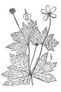 Image of Canadian anemone