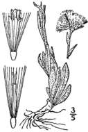 Image de Antennaria lanata (Hook.) Greene
