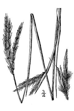 Image of big bluestem