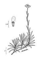 Sivun Antennaria corymbosa E. E. Nelson kuva